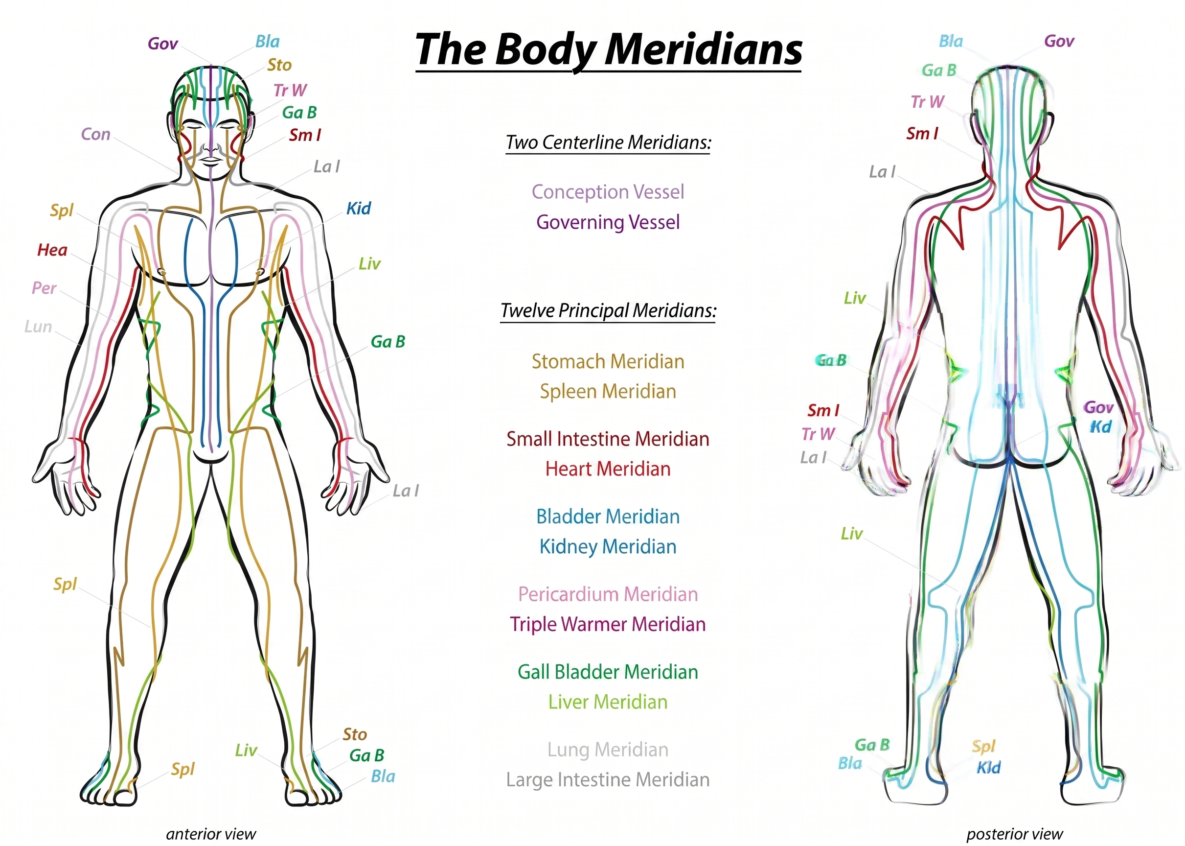 Body Meridian Pathways Diagram